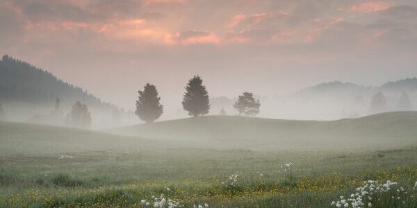 landschap met bloemengrasveld en aan de horizon drie bomen in de mist
