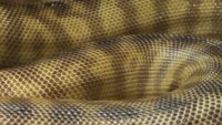 detail zwartkop python